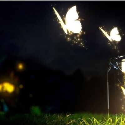 butterfly night hdwallpapersrocks dot com